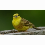 20220604 Goldammer 04 1 DSC07113 (1).jpg